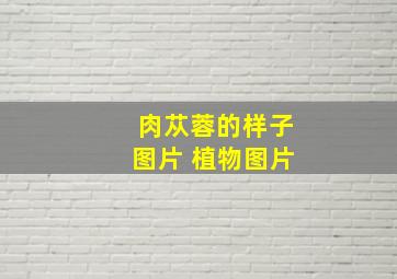 肉苁蓉的样子图片 植物图片